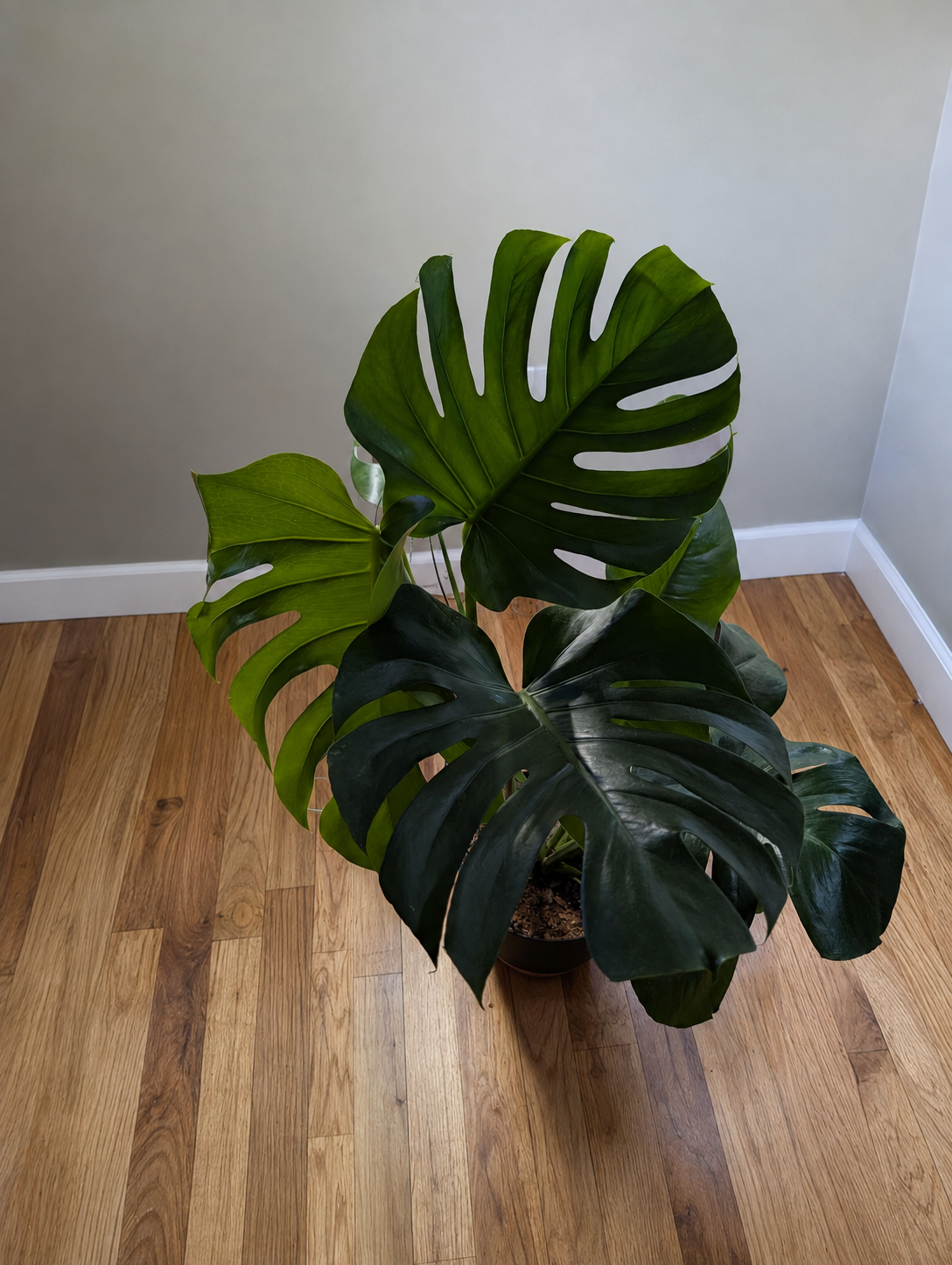 Rebecca's mature Monstera deliciosa plant.